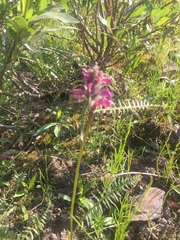 Pedicularis sudetica interior