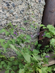 Solanum dulcamara