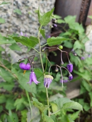 Solanum dulcamara