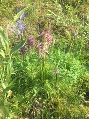 Pedicularis sudetica interior