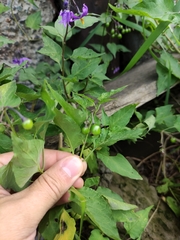 Solanum dulcamara
