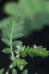 Tribulus
