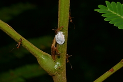 Margarodidae
