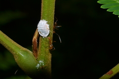 Margarodidae