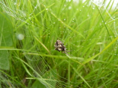 Acanthepeira