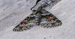 Chloroclystis rubroviridis