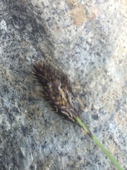 Carex lachenalii