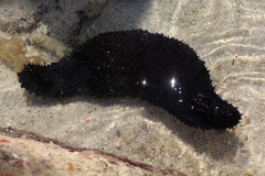 Holothuria leucospilota