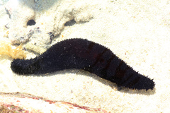 Holothuria leucospilota