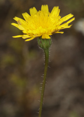 Crepis setosa