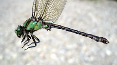 Ophiogomphus rupinsulensis