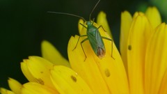 Calocoris affinis