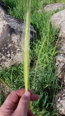 Hordeum bulbosum