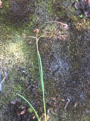 Luzula arcuata unalaschcensis