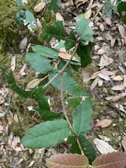 Notholithocarpus