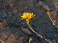 Lessingia glandulifera