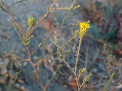 Lessingia glandulifera