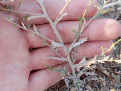 Lessingia glandulifera