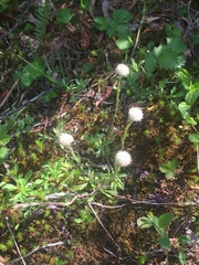 Antennaria monocephala