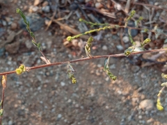 Lessingia glandulifera