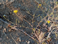 Lessingia glandulifera
