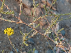 Lessingia glandulifera