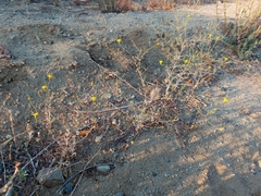 Lessingia glandulifera