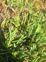 Diphasiastrum alpinum