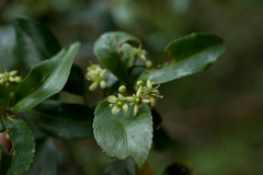 Euonymus spraguei