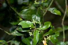 Euonymus spraguei
