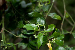 Euonymus spraguei