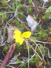 Viola biflora biflora