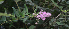 Spiraea salicifolia