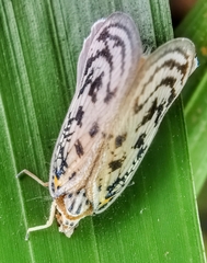 Copsyrna maculata