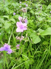 Tradescantia crassifolia