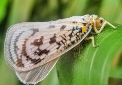 Copsyrna maculata