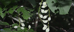 Styrax obassia