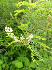 Eysenhardtia polystachya