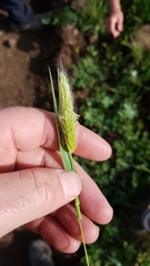 Hordeum bulbosum
