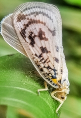 Copsyrna maculata