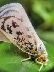 Copsyrna maculata