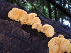 Crepidotus stromaticus