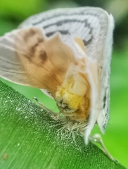 Copsyrna maculata