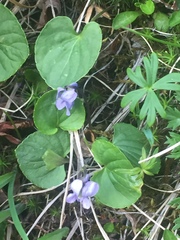 Viola epipsiloides