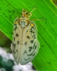 Copsyrna maculata