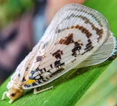 Copsyrna maculata