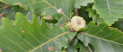 Quercus mongolica
