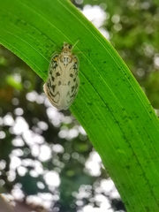 Copsyrna maculata