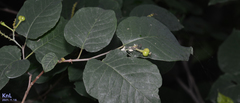 Neoshirakia japonica