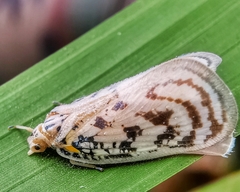 Copsyrna maculata